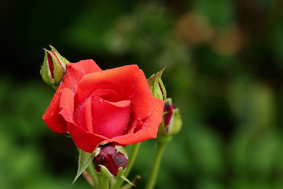 月季花【六】2025.261