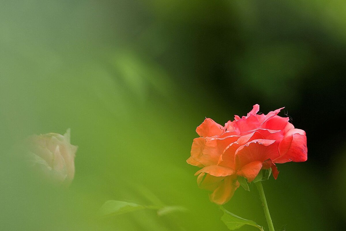 月季花【六】2025.261