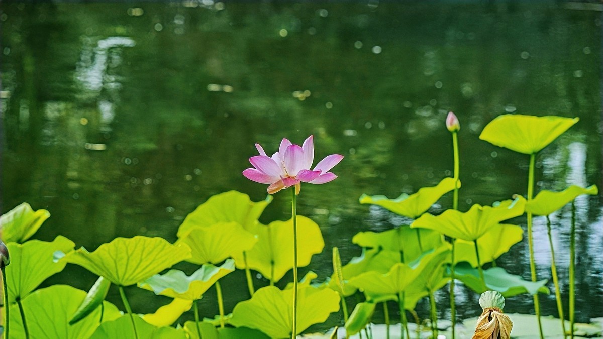 六月荷花20250629 《5》