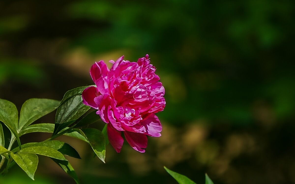 春游景山公园20250507 《11》