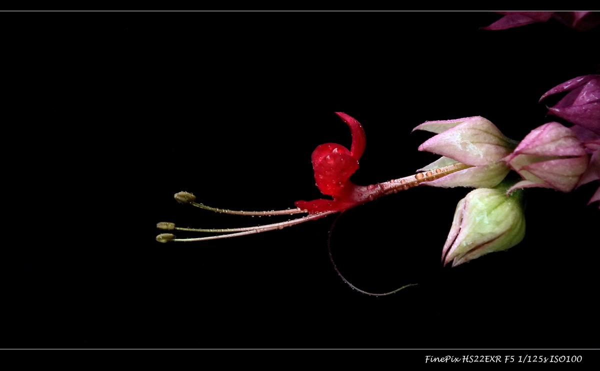 龙吐珠与紫微花