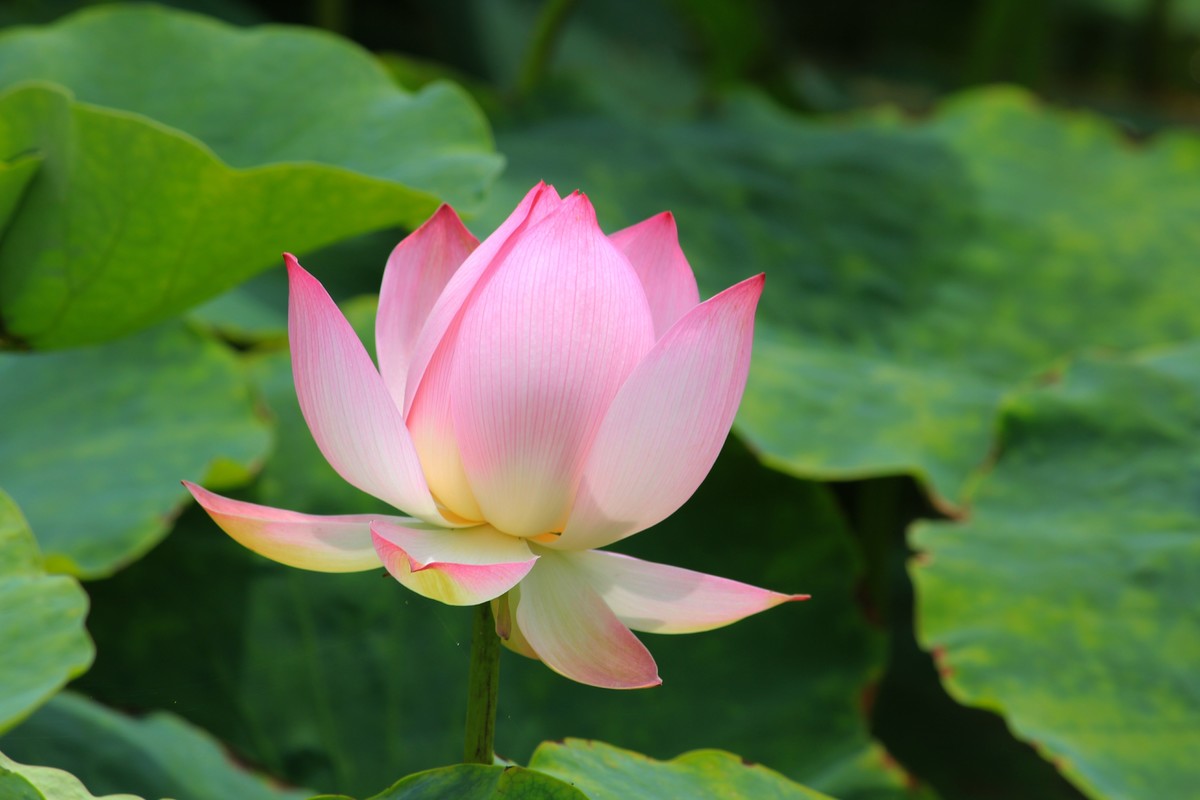 拍摄花卉一（661）