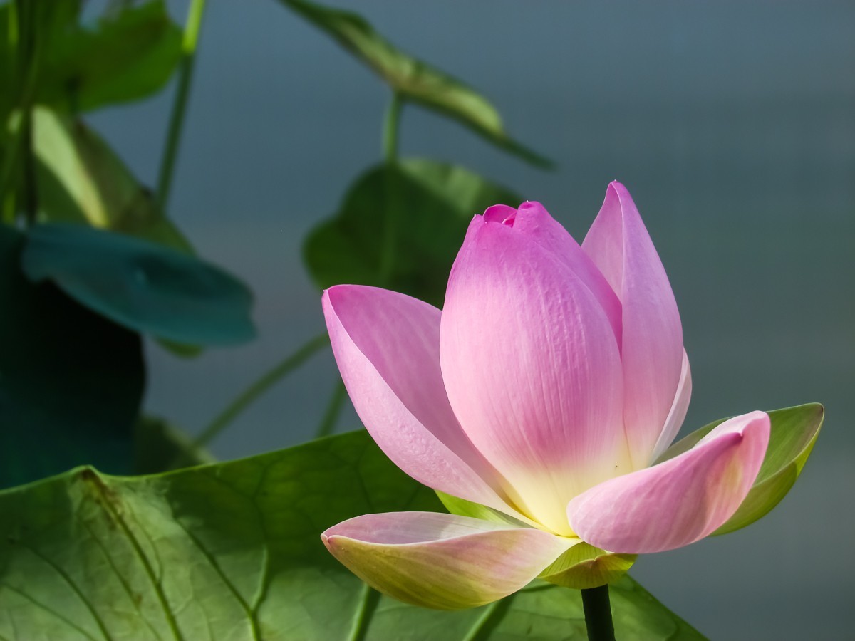 荷花