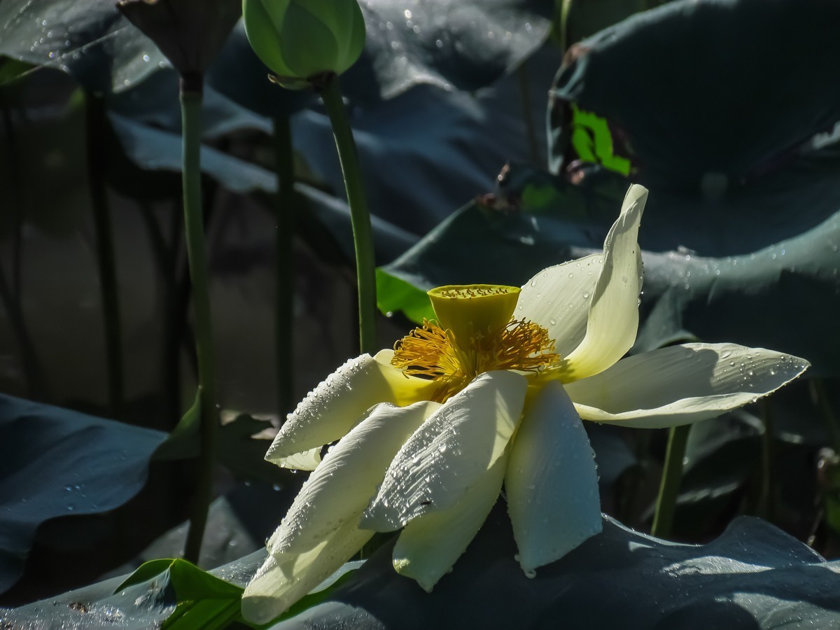 荷花