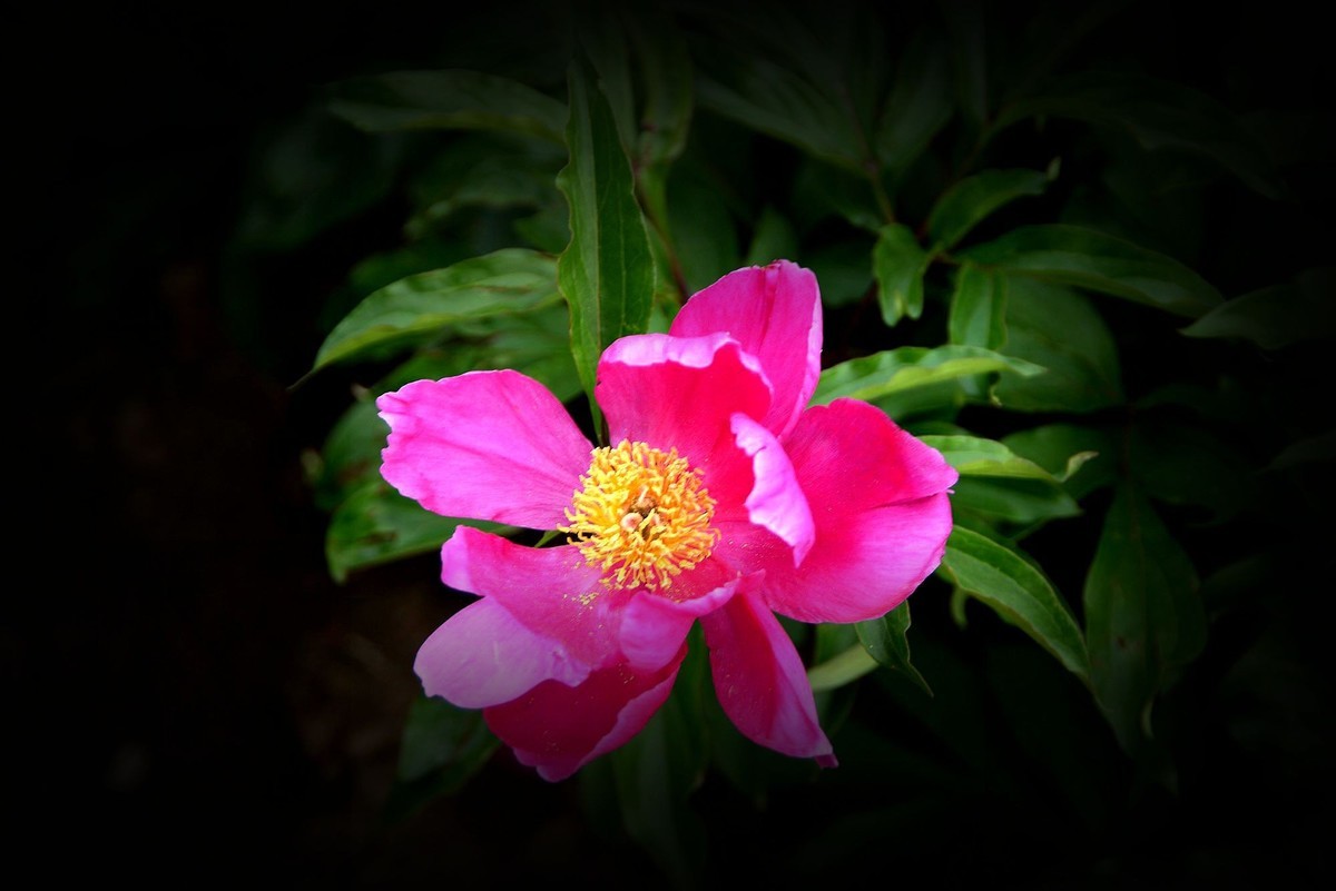 勺药花（1）