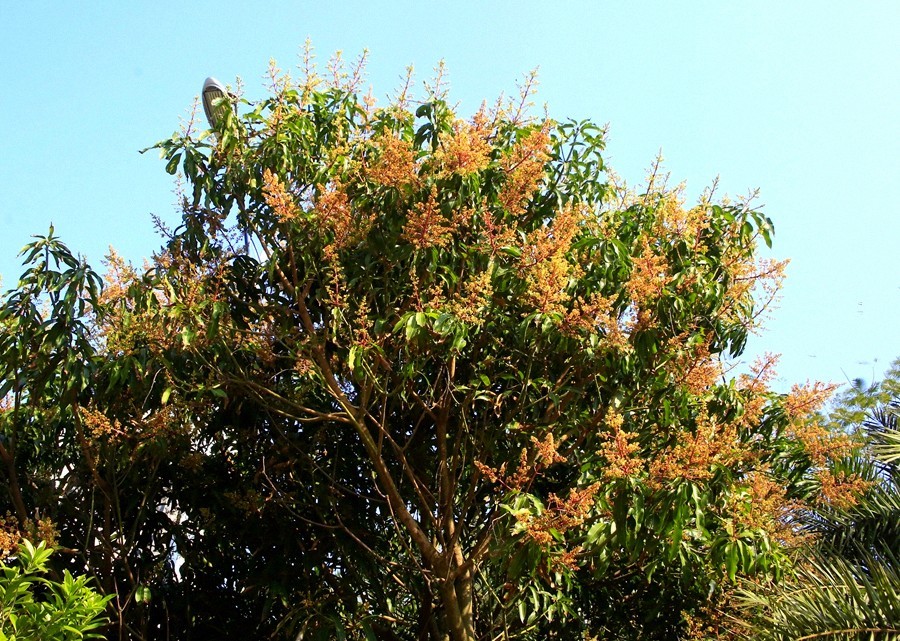 709《不老松：忆海南游记》临髙县，长岛兰湾：芒果树！