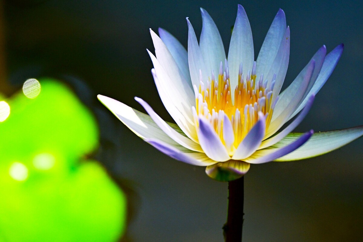 五彩缤纷的睡莲花