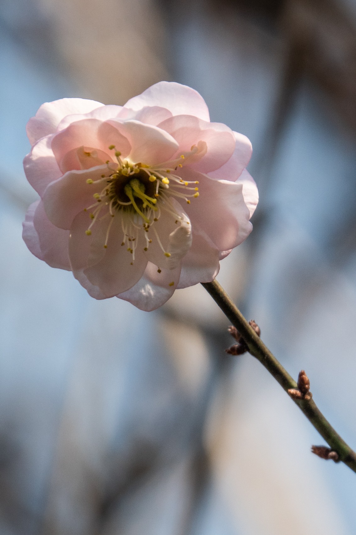 花枝招展（510）