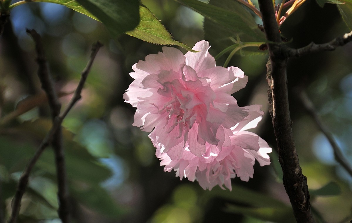 2026花卉植物赏析———樱花【续完】-中关村在线摄影论坛
