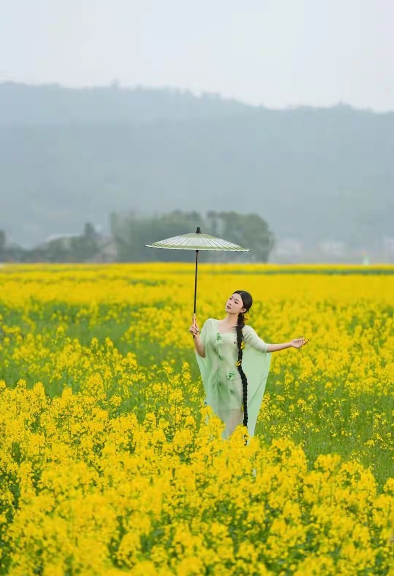 油菜花金黄-中关村在线摄影论坛