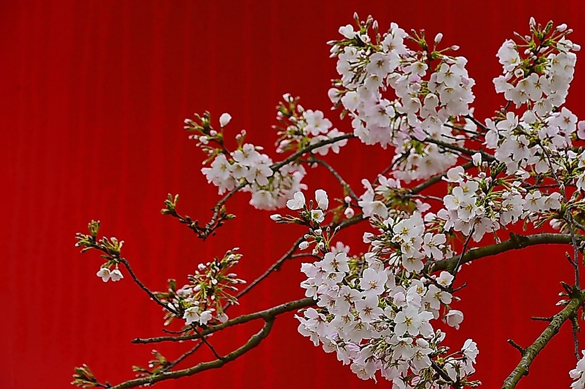 樱园拍到了林MM-中关村在线摄影论坛