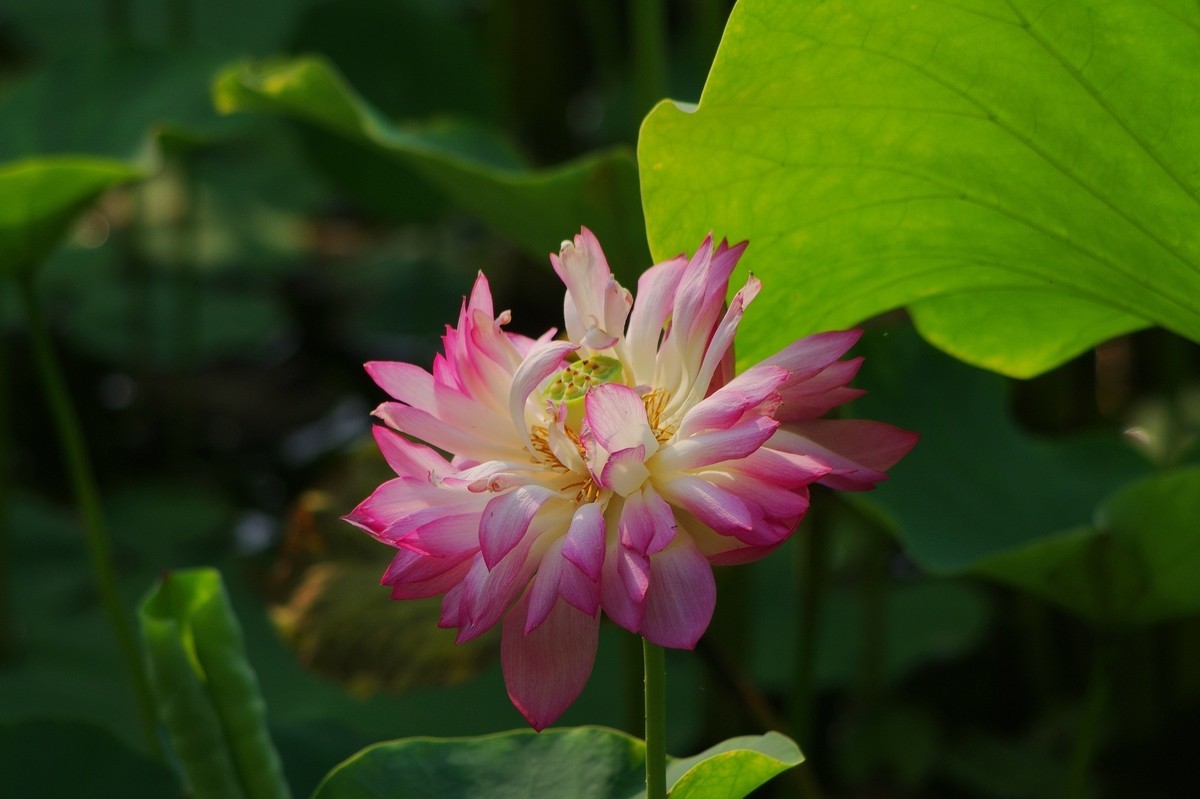 公园的荷花（下）