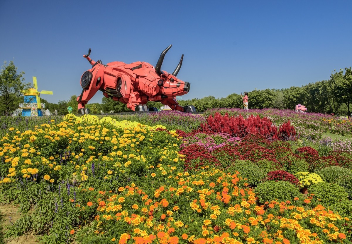 北京国际鲜花港秋景-中关村在线摄影论坛