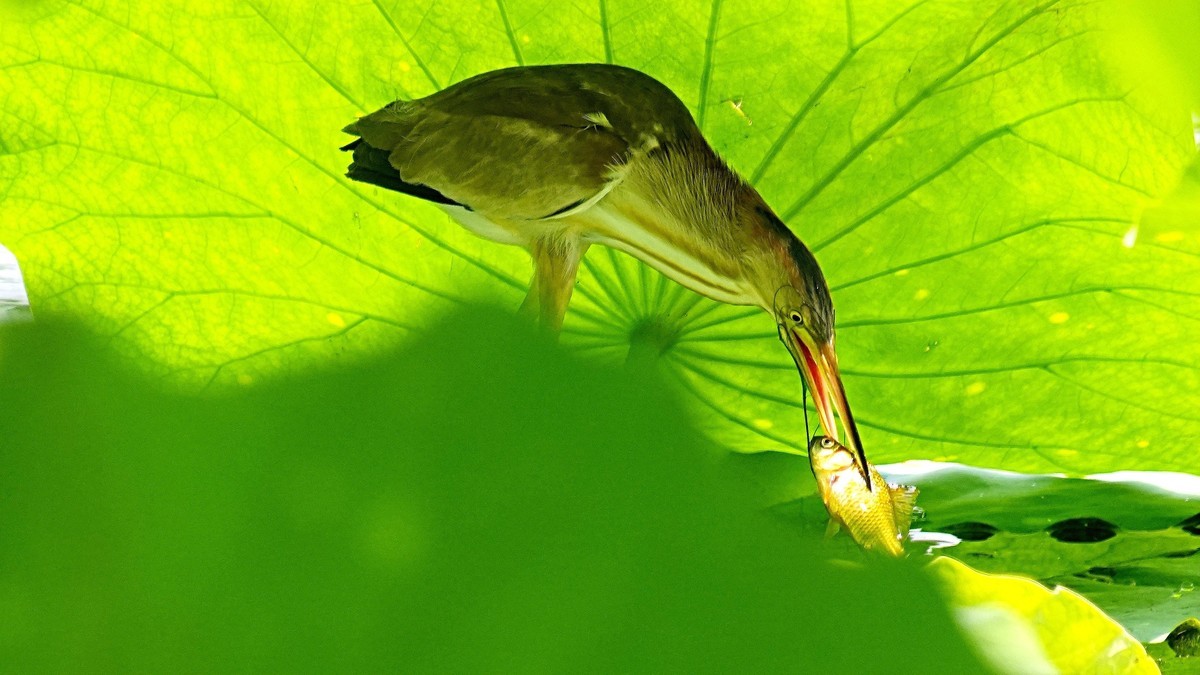 黄苇鳽的美食（二）