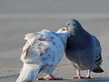 鸽子接吻全过程（X-A3+XC50-230）