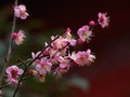  Plum blossom is blooming and has a faint fragrance