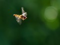  Aphid eating flies in flight