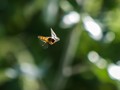  Aphid eating flies in flight