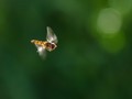 悬飞中的食蚜蝇