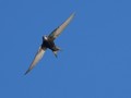 A1试机---小燕一次连飛过程，仅剪裁无任何后期，用JPG格式拍摄！