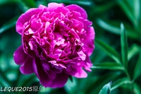 百微与小白兔混搭一组花卉!~