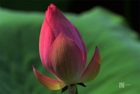 关于全画幅和C画幅所拍同一画面的一个疑问