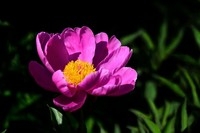芍药花(2)——恭贺好友“摄影随心”荣任牡丹江星空(中国)版主!
