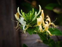 小区里拍花
