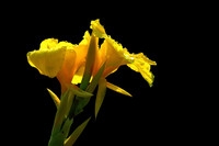 携一组《美人蕉》祝好友们‘五一’节快乐!!!