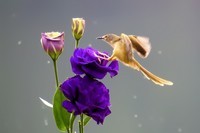 2018年打鸟【298】--- 鹪莺 (四十二)