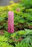 朝阳公园 拍花!