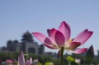 莲花池里看莲花2015