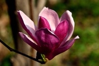 《春花烂漫(17)》