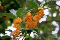 金桂花开黄灿灿(多图)