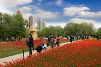 五里河公园随拍——郁金香(4)