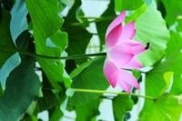 又是一年荷花时