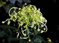 秋菊