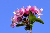 实测70-300G微距效果