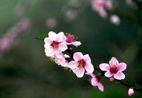 尼克尔24一120拍的樱花 桃花