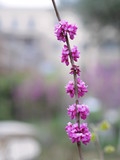 春天花卉开——小试S1+奥巴45/1.8头
