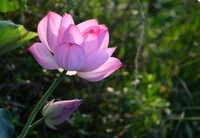 尼克尔24一120拍的荷花