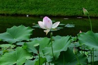 荷             花