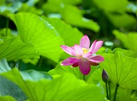 北宫●赏荷1