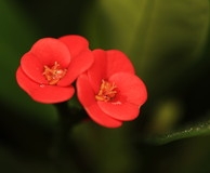 小花