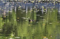 请大家帮我看下镜头问题:长焦段有严重虚影