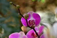 春天鲜花盛开