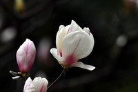 玉兰花开