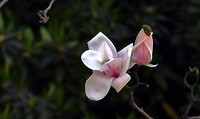春天拍花