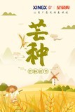 芒种│有芒的麦子快收,有芒的稻子可种