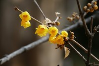 中山公园慧芳园兰花展